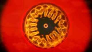 Golden Mean Cymatic PHOTO: YouTube.com