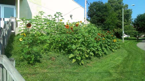 Lancaster, Pennsylvania Boys & Girls Club lawn in early August 2014