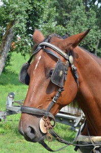 cavallo