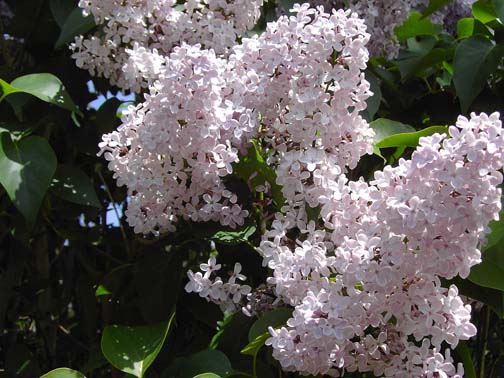 2015-REP-lilac.1280px-Lilas