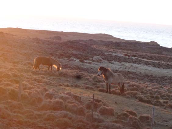 Iceland ponies around midnight June 2015 PHOTO: Paul Schmitendorf