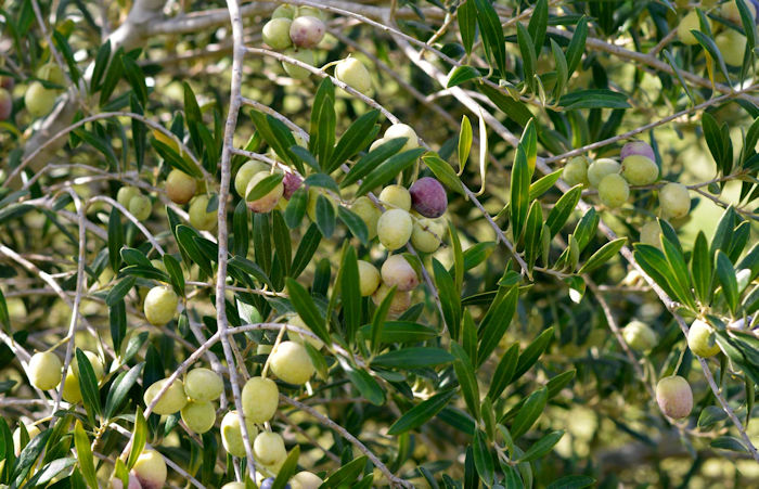 olives on tree