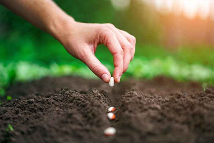 sow to reap