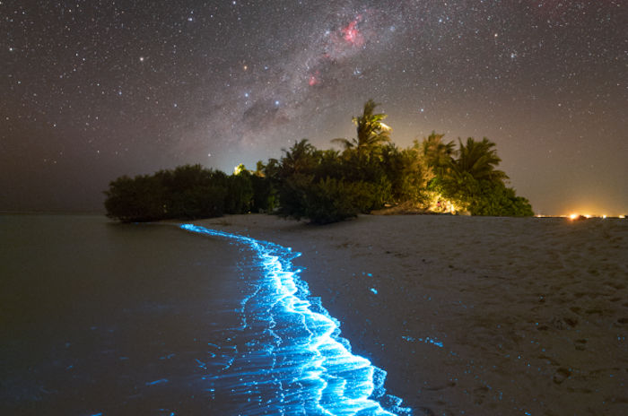 bioluminescence