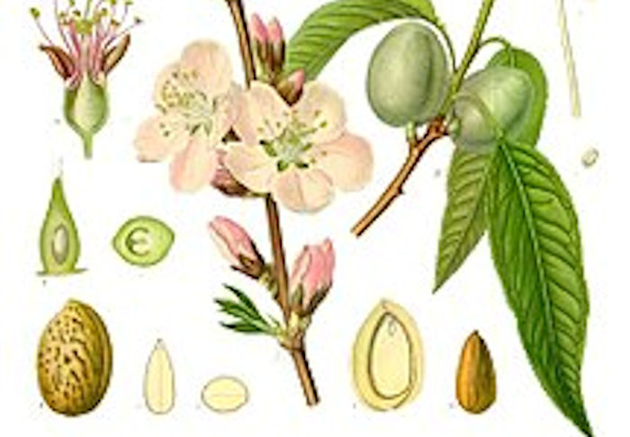 Almond illustration