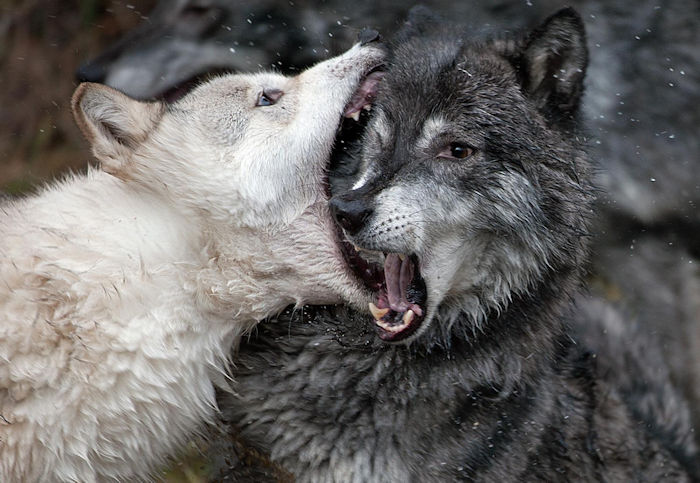 wolf fighting wolf