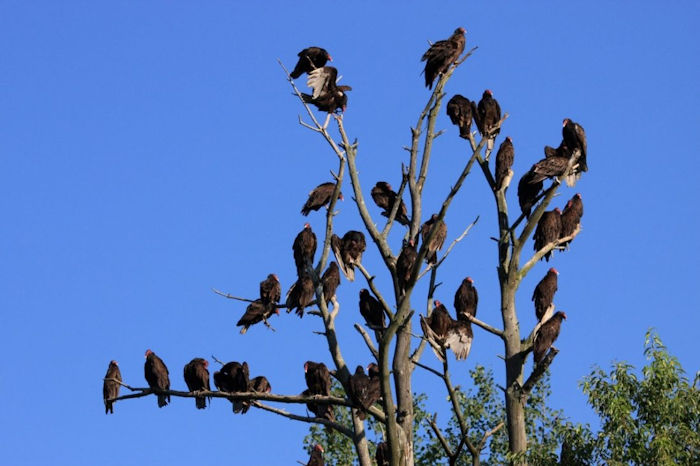 vultures in a tree